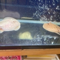 淡水エイ　【純血‼️】アルビノクロコダイルスティングレー雄♂オス[証明書付き]