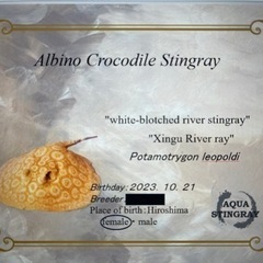 淡水エイ　【純血‼️】アルビノクロコダイルスティングレー雄♂オス[証明書付き]
