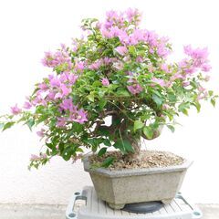 盆栽ブーゲンビリア