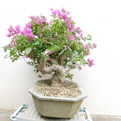 盆栽ブーゲンビリア