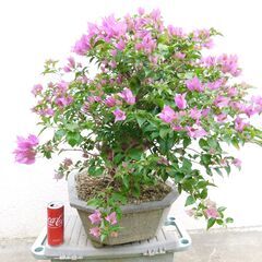 盆栽ブーゲンビリア