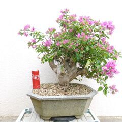 盆栽ブーゲンビリア