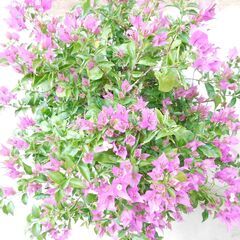 盆栽ブーゲンビリア