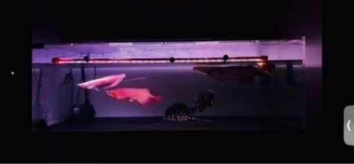 アクリル水槽フルセット(生体込)