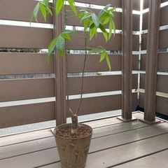 【お取引中】観葉植物　パキラ　高さ約90cm 