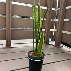 観葉植物　サンセベリア　高さ約60cm