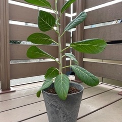 観葉植物　フィカス•ベンガレンシス　高さ約70cm