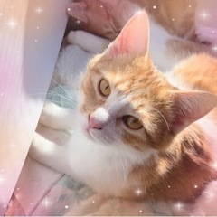 ❤️美猫❤️茶白メス推定5ヶ月🐈　　　　　　　　　　　　　　　　　　　　　先住猫ちゃんのお友達に⭐️の画像
