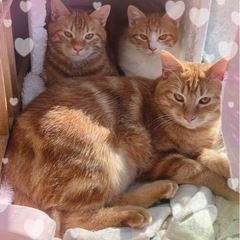❤️美猫❤️茶白メス推定5ヶ月🐈　　　　　　　　　　　　　　　　　　　　　先住猫ちゃんのお友達に⭐️ − 神奈川県