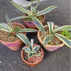 アガベアメリカーナ、サボテン、寄せ植え🌵販売