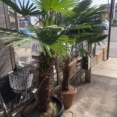 シュロの木　引取りのみ