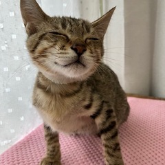 [お話中]生後3か月、シマシマ兄妹🛩️ - 猫