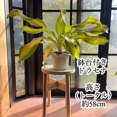 鉢台付き ドラセナ 観葉植物 高さ約58cm インテリア