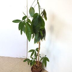 ★ 新札幌発 観葉植物 鉢付き インテリア 約105cm / N...