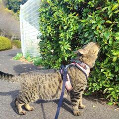 【里親さんが決まりました】散歩大好き❗キジ猫くん😸 − 長崎県