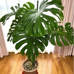 観葉植物　モンステラ　デリシオーサ　根上がり　特大苗木