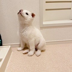 里親様決まりました🙇‍♀️ - 犬