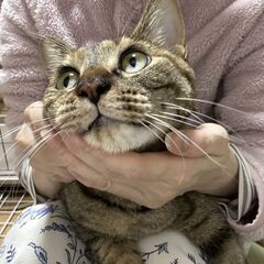 里親決定：人馴れ抜群アデルちゃん・猫メス1歳位