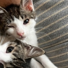 【里親さん見つかりました！】生後2ヶ月三兄弟 - 猫