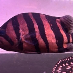 ダトニオプラスワン 30~35cm