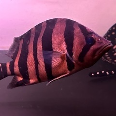 ダトニオプラスワン 30~35cm