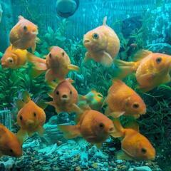 金魚ピンポンパール