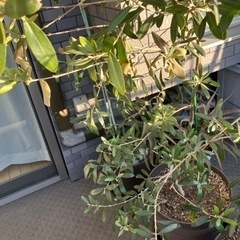 オリーブの木の鉢植え