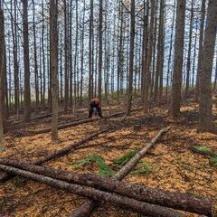 お家の敷地内などにある木をおきりします。 - 手伝いたい/助けたい