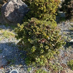 ツツジ🌺剪定お願いします🌲草むしりは別途🌱