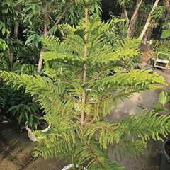 クリスマスツリー　アロカリア