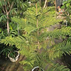 クリスマスツリー　アロカリア