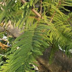 クリスマスツリー　アロカリア