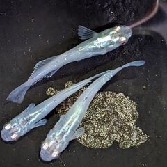 現物出品　ミントスター月虹♂2♀1