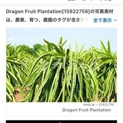ドラゴンフルーツの木🌲無料