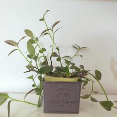 【決まりました】観葉植物①