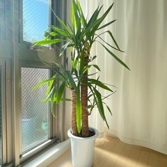 ユッカ　130cmくらい　観葉植物