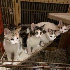 子猫4兄妹　3ヶ月　優しい家族探しています！