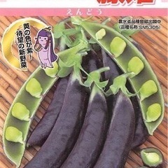 日本初！紫色のスナップエンドウの苗　糖度は12！　4株100円
