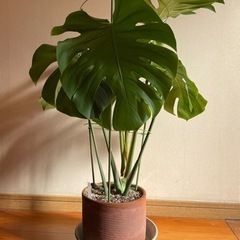 観葉植物モンステラ①（80cm）テラコッタ鉢付き