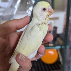 セキセイインコ雛巣上げしました