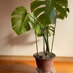 観葉植物モンステラ②（65cm）テラコッタ鉢付き