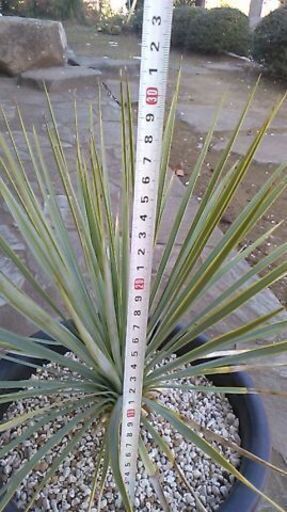 ユッカロストラータ1 - ガーデニング 