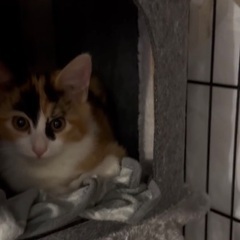 美猫！優しい性格のミケちゃん − 静岡県