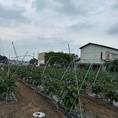 無料農地管理します(本庄市、児玉郡上里町)