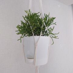 【お取引中】リプサリス「エワルディアナ」鉢植え ハンギングネット付き