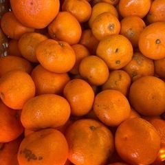 12/14 出荷の規格外みかん🍊 1.5ケース