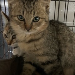 ⚽️🐈‍⬛キジトラの仔猫さん🐈‍⬛⚽️譲渡