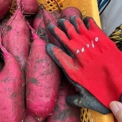 茨城県産　紅はるか　大量　生芋　