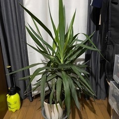観葉植物　ルッカ　ドラセナ系　100cm