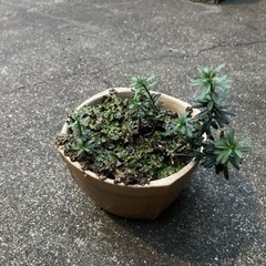 白い花の植物